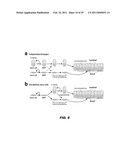 ISOLATED POPULATION OF LUMINAL STEM CELLS THAT GIVE RISE TO PROSTATE CANCER AND METHODS OF USING SAME diagram and image