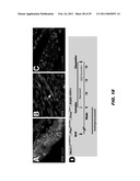 ISOLATED POPULATION OF LUMINAL STEM CELLS THAT GIVE RISE TO PROSTATE CANCER AND METHODS OF USING SAME diagram and image