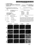 KIT FOR DETECTING CANCER CELLS METASTASIZING INTO SENTINEL LYMPH NODE diagram and image