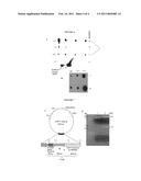 SCREENING METHODS FOR IDENTIFYING TARGET ANTIFUNGAL GENES AND COMPOUNDS BY DETECTING CELL SURFACE GLYCOPROTEINS diagram and image