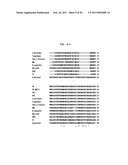 Polymerases for Incorporating Modified Nucleotides diagram and image