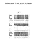 Polymerases for Incorporating Modified Nucleotides diagram and image