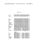 Polymerases for Incorporating Modified Nucleotides diagram and image