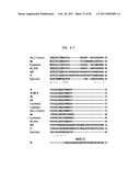 Polymerases for Incorporating Modified Nucleotides diagram and image