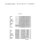 Polymerases for Incorporating Modified Nucleotides diagram and image