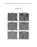 TRANSFECTION READY EUKARYOTIC CELLS diagram and image