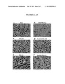 TRANSFECTION READY EUKARYOTIC CELLS diagram and image