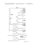 PRODUCTION OF GLYCOSYLATED POLYPEPTIDES IN MICRO ALGAE diagram and image