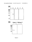 PRODUCTION OF GLYCOSYLATED POLYPEPTIDES IN MICRO ALGAE diagram and image