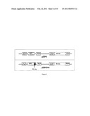 PRODUCTION OF GLYCOSYLATED POLYPEPTIDES IN MICRO ALGAE diagram and image