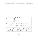 PRODUCTION OF GLYCOSYLATED POLYPEPTIDES IN MICRO ALGAE diagram and image