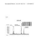 Fission Yeast Expressing Cytochrome P450 Reductase diagram and image