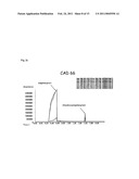 Fission Yeast Expressing Cytochrome P450 Reductase diagram and image