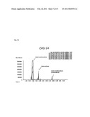 Fission Yeast Expressing Cytochrome P450 Reductase diagram and image