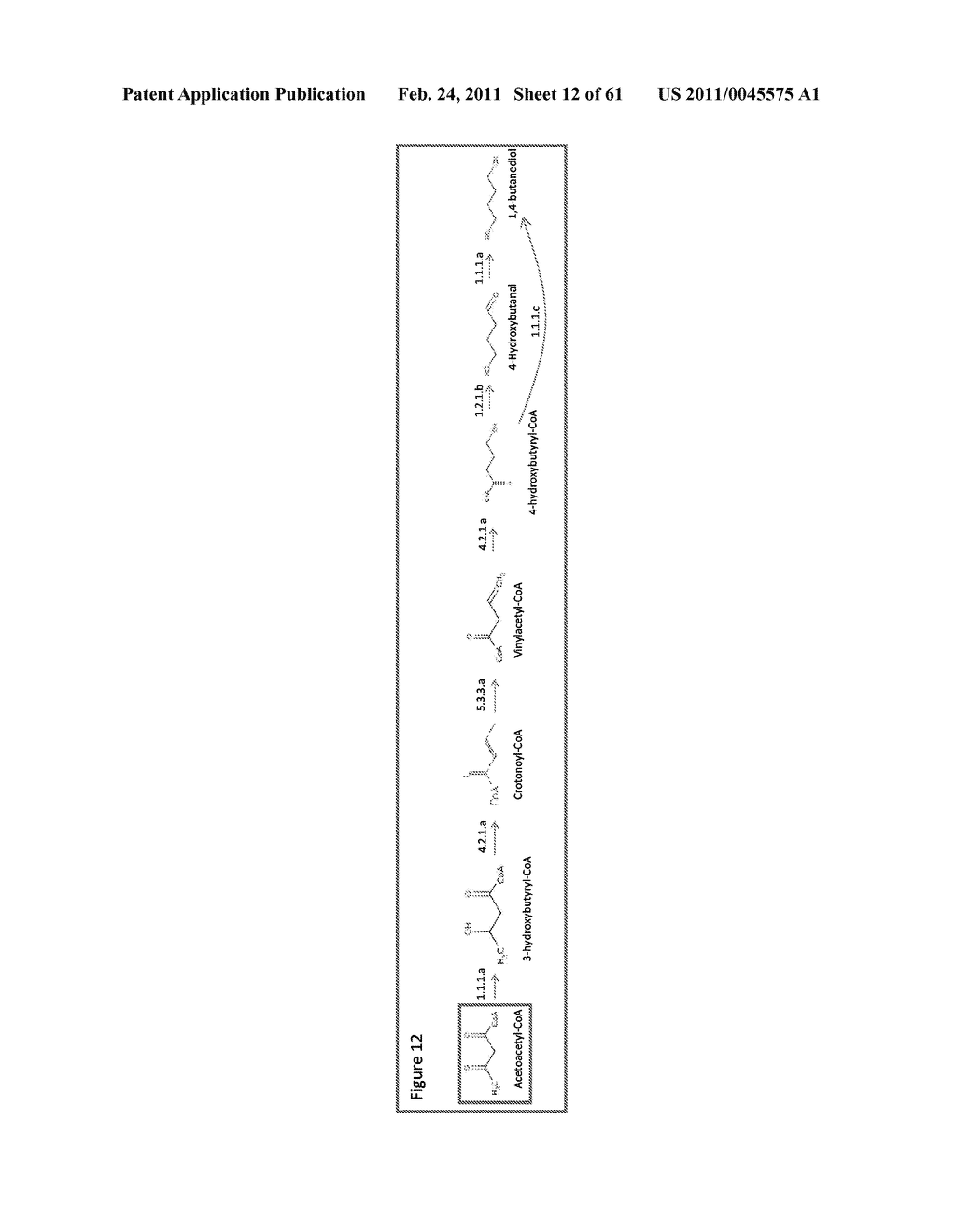 MICROORGANISMS FOR THE PRODUCTION OF 1,4-BUTANEDIOL AND RELATED METHODS - diagram, schematic, and image 13