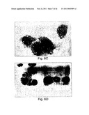 Methods Of Controlling Proliferation And Differentiation Of Stem And Progenitor Cells diagram and image