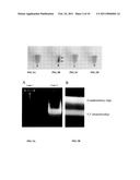 Magnetic-nanoparticle conjugates and methods of use diagram and image