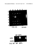 Magnetic-nanoparticle conjugates and methods of use diagram and image