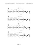 Coagulation factor IX compositions and methods of making and using same diagram and image