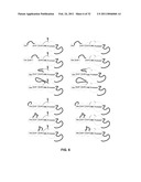 Coagulation factor IX compositions and methods of making and using same diagram and image