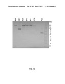 Coagulation factor IX compositions and methods of making and using same diagram and image