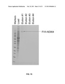 Coagulation factor IX compositions and methods of making and using same diagram and image