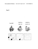 Uses of Modified ELR-CXC Chemokine G31P diagram and image