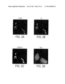 NUCLEOLAR TARGETING OF THERAPEUTICS AGAINST HIV diagram and image