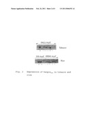 DISEASE-RESISTANT PLANTS AND METHOD OF CONSTRUCTING THE SAME diagram and image