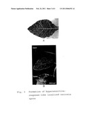 DISEASE-RESISTANT PLANTS AND METHOD OF CONSTRUCTING THE SAME diagram and image