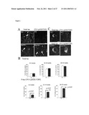 HEAT SHOCK PROTEIN DEFICIENCIES AS MODEL SYSTEMS FOR BRAIN PATHOLOGY AND CANCER diagram and image