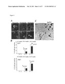 HEAT SHOCK PROTEIN DEFICIENCIES AS MODEL SYSTEMS FOR BRAIN PATHOLOGY AND CANCER diagram and image