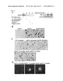 HEAT SHOCK PROTEIN DEFICIENCIES AS MODEL SYSTEMS FOR BRAIN PATHOLOGY AND CANCER diagram and image