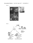 HEAT SHOCK PROTEIN DEFICIENCIES AS MODEL SYSTEMS FOR BRAIN PATHOLOGY AND CANCER diagram and image