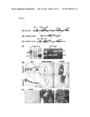 HEAT SHOCK PROTEIN DEFICIENCIES AS MODEL SYSTEMS FOR BRAIN PATHOLOGY AND CANCER diagram and image