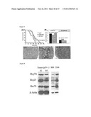 HEAT SHOCK PROTEIN DEFICIENCIES AS MODEL SYSTEMS FOR BRAIN PATHOLOGY AND CANCER diagram and image