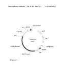 COMPOSITIONS AND METHODS FOR THE MODIFICATION OF GENE TRANSCRIPTION diagram and image