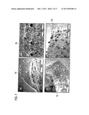 MICROPOROUS CARBON MATERIAL, MANUFACTURING METHOD THEREOF, AND HYDROGEN STORAGE METHOD USING MICROPOROUS CARBON MATERIAL diagram and image