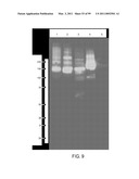 POLYPEPTIDES AND POLYNUCLEOTIDES, AND USES THEREOF AS A DRUG TARGET FOR PRODUCING DRUGS AND BIOLOGICS diagram and image