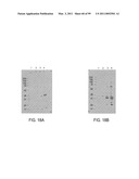 POLYPEPTIDES AND POLYNUCLEOTIDES, AND USES THEREOF AS A DRUG TARGET FOR PRODUCING DRUGS AND BIOLOGICS diagram and image