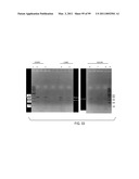 POLYPEPTIDES AND POLYNUCLEOTIDES, AND USES THEREOF AS A DRUG TARGET FOR PRODUCING DRUGS AND BIOLOGICS diagram and image