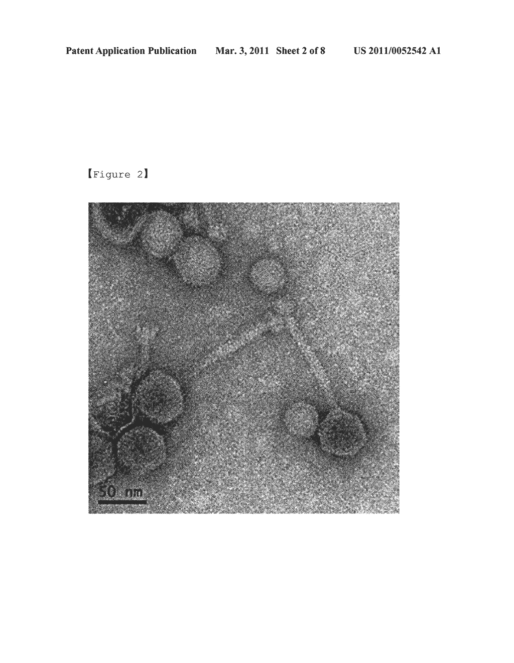 NOVEL BACTERIOPHAGE AND ANTIBACTERIAL COMPOSITION COMPRISING THE SAME - diagram, schematic, and image 03