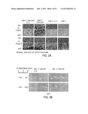 REISHI-MEDIATED ENHANCEMENT OF HUMAN TISSUE PROGENITOR CELL ADHESION AND DIFFERENTIATION diagram and image