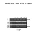 REISHI-MEDIATED ENHANCEMENT OF HUMAN TISSUE PROGENITOR CELL ADHESION AND DIFFERENTIATION diagram and image