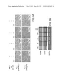 REISHI-MEDIATED ENHANCEMENT OF HUMAN TISSUE PROGENITOR CELL ADHESION AND DIFFERENTIATION diagram and image