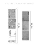 REISHI-MEDIATED ENHANCEMENT OF HUMAN TISSUE PROGENITOR CELL ADHESION AND DIFFERENTIATION diagram and image