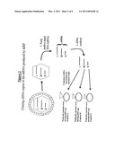 Recombinant Double-Stranded RNA Phage, and Use of the Same diagram and image