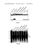 Attenuated recombinant alphaviruses incapable of replicating in mosquitoes and uses thereof diagram and image