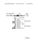 STEM CELL EXPRESSION CASSETTES diagram and image