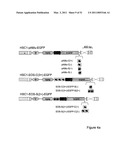 STEM CELL EXPRESSION CASSETTES diagram and image